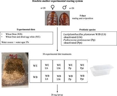 Minor impact of probiotic bacteria and egg white on Tenebrio molitor growth, microbial composition, and pathogen infection